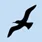 Seagulls ambient sound button in Readable